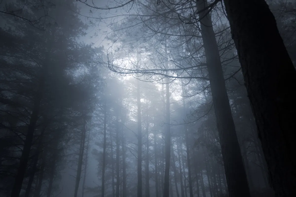 The Dark Forest Hypothesis