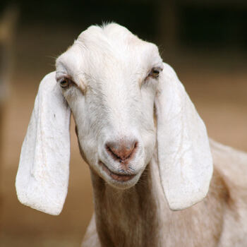 goat looking smug